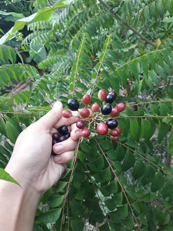 CA RI AN DO (2) (Medium)