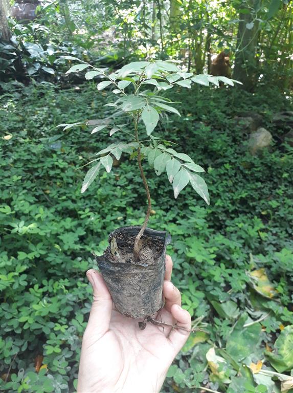 CA RI AN DO (5) (Medium)